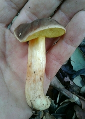 Xerocomellus pruinatus