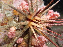 Prionocidaris baculosa