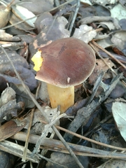 Xerocomellus pruinatus