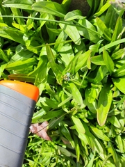 Myosotis laxa
