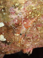 Rhynchocinetes durbanensis