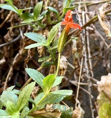 Erythranthe verbenacea