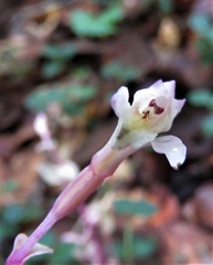 Triphora trianthophoros