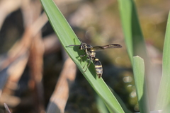 Polybia occidentalis