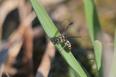 Polybia occidentalis