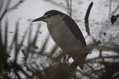 Nycticorax nycticorax