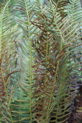 Pteris longifolia