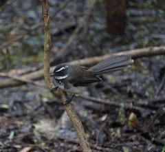 Rhipidura albogularis