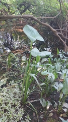 Sagittaria montevidensis