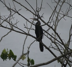 Anhinga melanogaster
