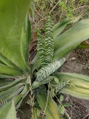 Sansevieria trifasciata