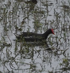 Gallinula chloropus