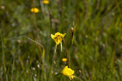 Diuris chryseopsis