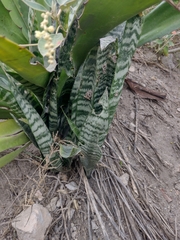 Sansevieria trifasciata
