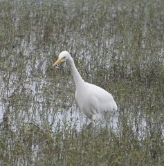 Ardea intermedia