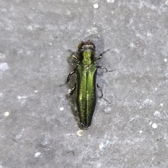 Agrilus