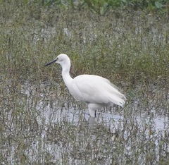 Egretta garzetta