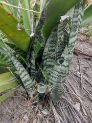 Sansevieria trifasciata