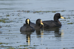 Fulica armillata