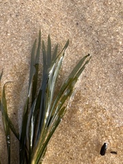 Potamogeton strictifolius