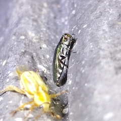 Agrilus