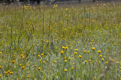 Chrysocephalum apiculatum