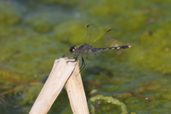 Erythrodiplax nigricans