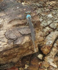 Argia apicalis