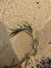 Potamogeton strictifolius