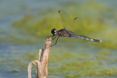 Erythrodiplax nigricans
