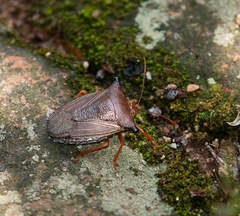 Peromatus