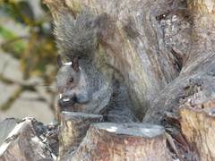 Sciurus stramineus