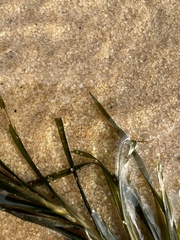 Potamogeton strictifolius