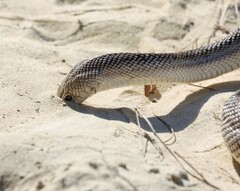 Pituophis melanoleucus mugitus