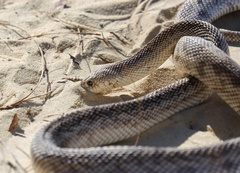 Pituophis melanoleucus mugitus