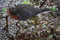 Amaurornis phoenicurus