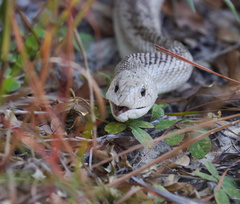 Pituophis melanoleucus mugitus