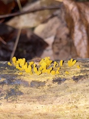 Dacrymyces spathularia