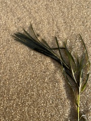 Potamogeton strictifolius