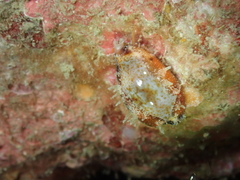 Purpuradusta gracilis