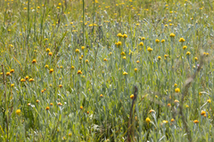 Chrysocephalum apiculatum