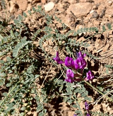 Astragalus zionis