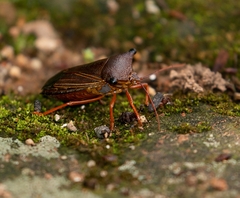 Peromatus