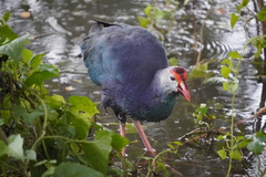 Porphyrio poliocephalus