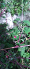 Fuchsia thymifolia