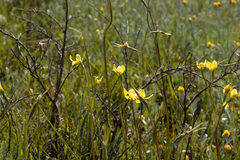 Diuris chryseopsis