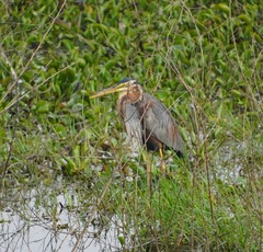 Ardea purpurea