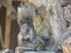 Sciurus stramineus