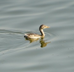 Tachybaptus ruficollis