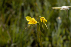 Diuris chryseopsis